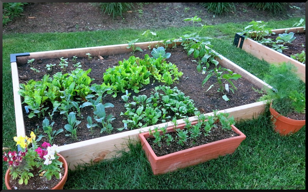 Raised bed garden