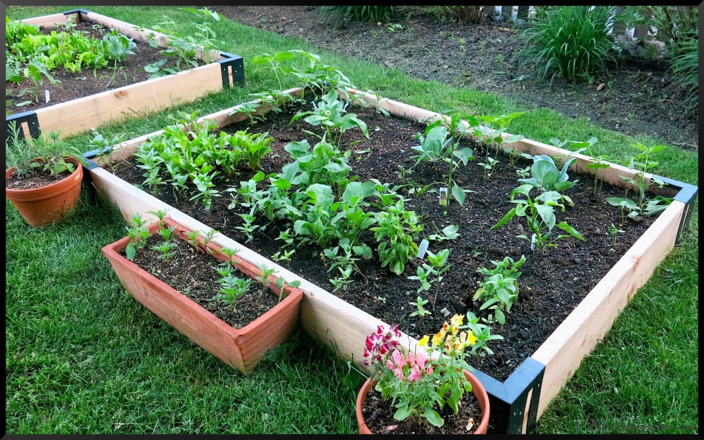 Raised bed garden