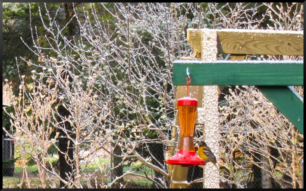 Hummingbird Feeder