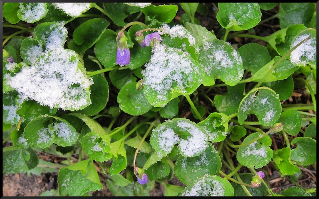 Stephi Gardens: Photos by Peggy