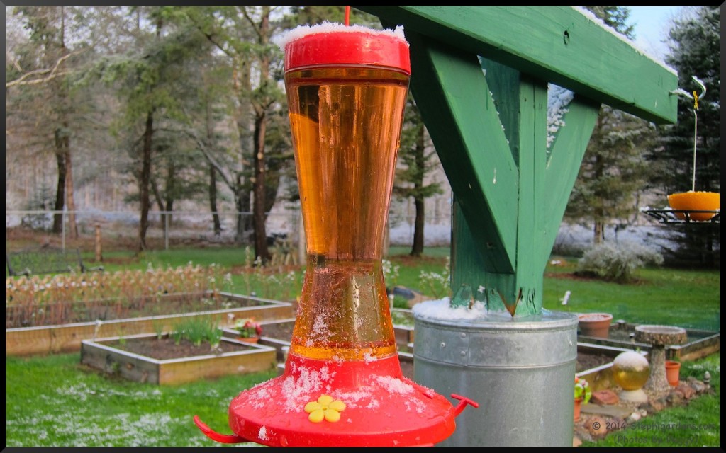 Hummingbird feeder