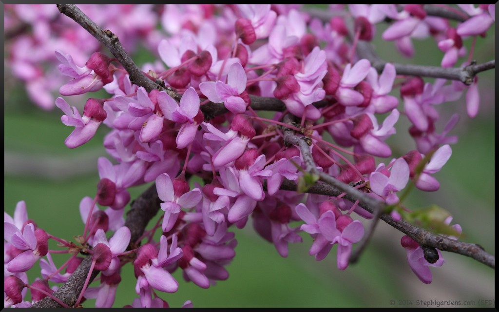 Redbud
