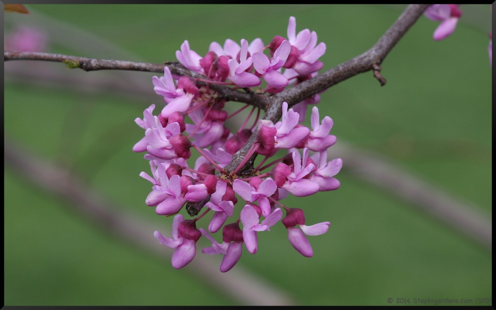 Redbud
