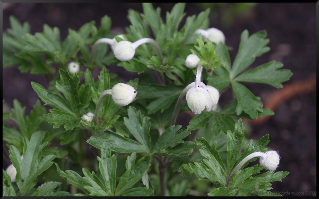 Windflower (Anemone)