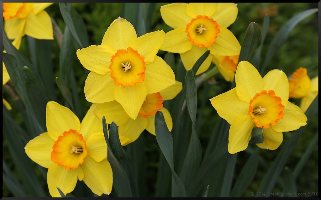 Daffodil