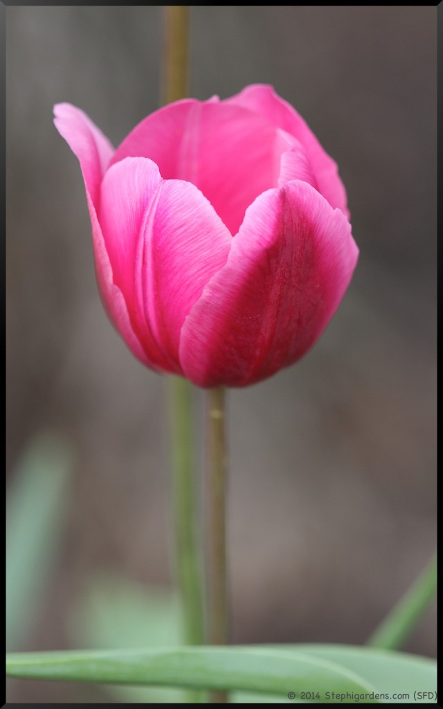 Tulip