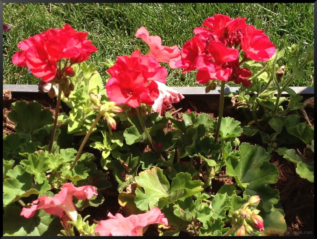 geranium and petunia planter