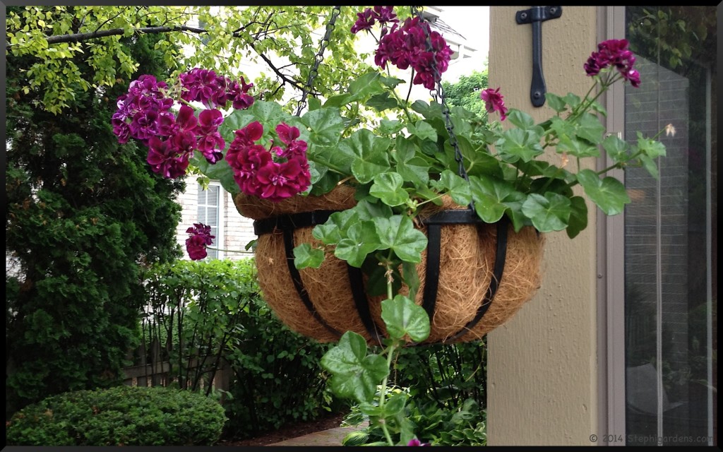 hanging geranium