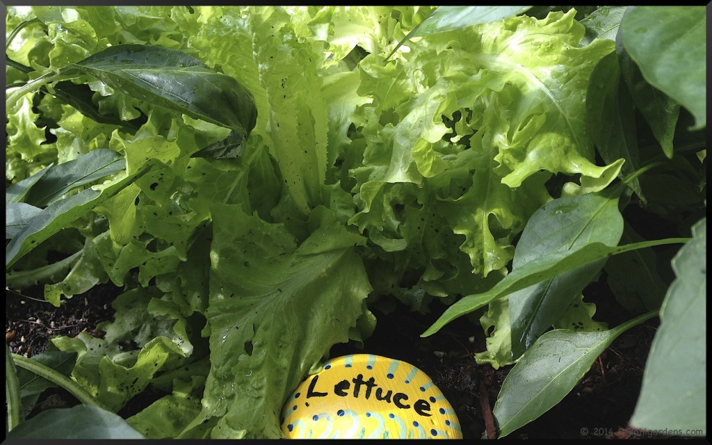 Painted Rock Garden Labels