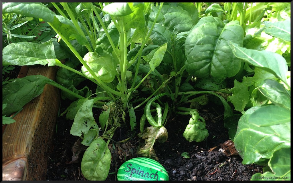 Painted Rock Garden Labels