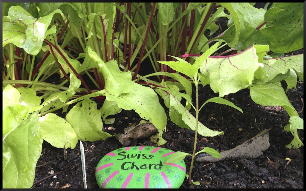 Painted Rock Garden Labels