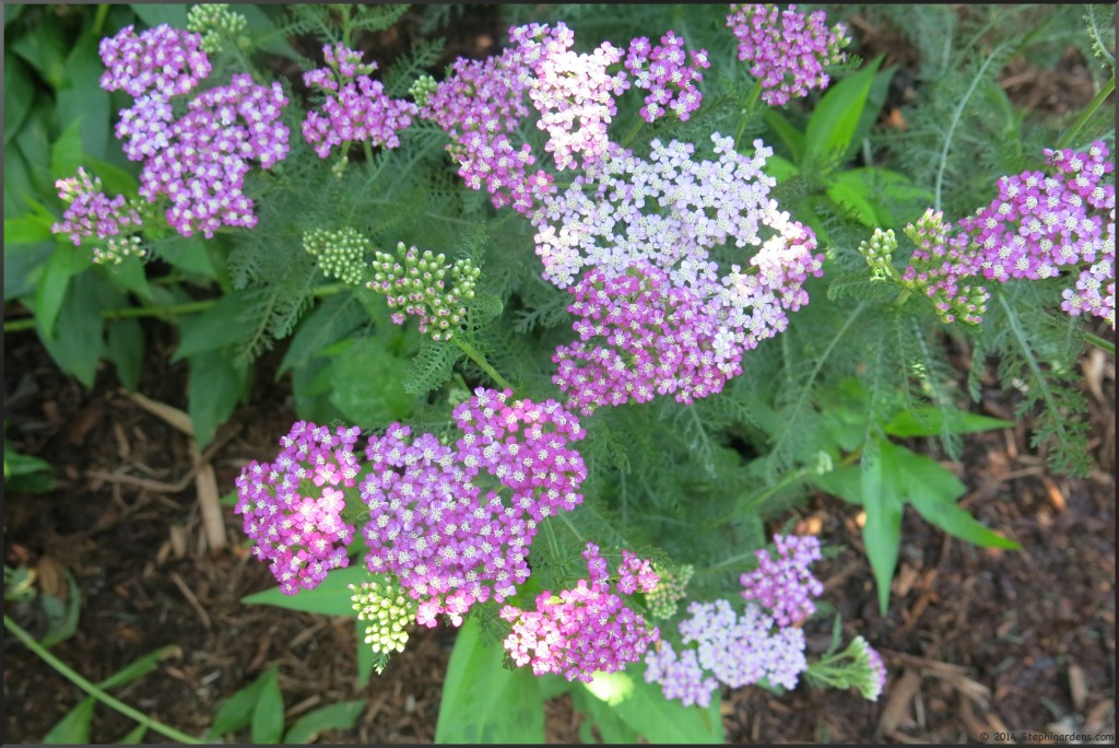 yarrow