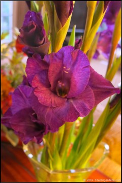 Gladiolus
