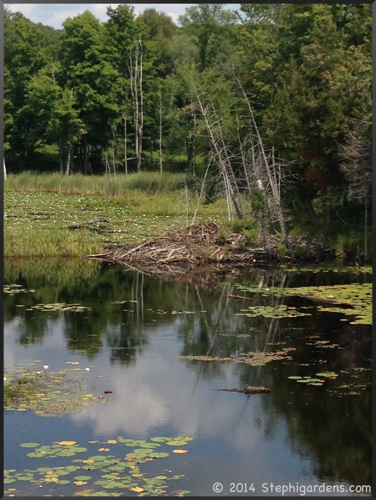 beaver lodge