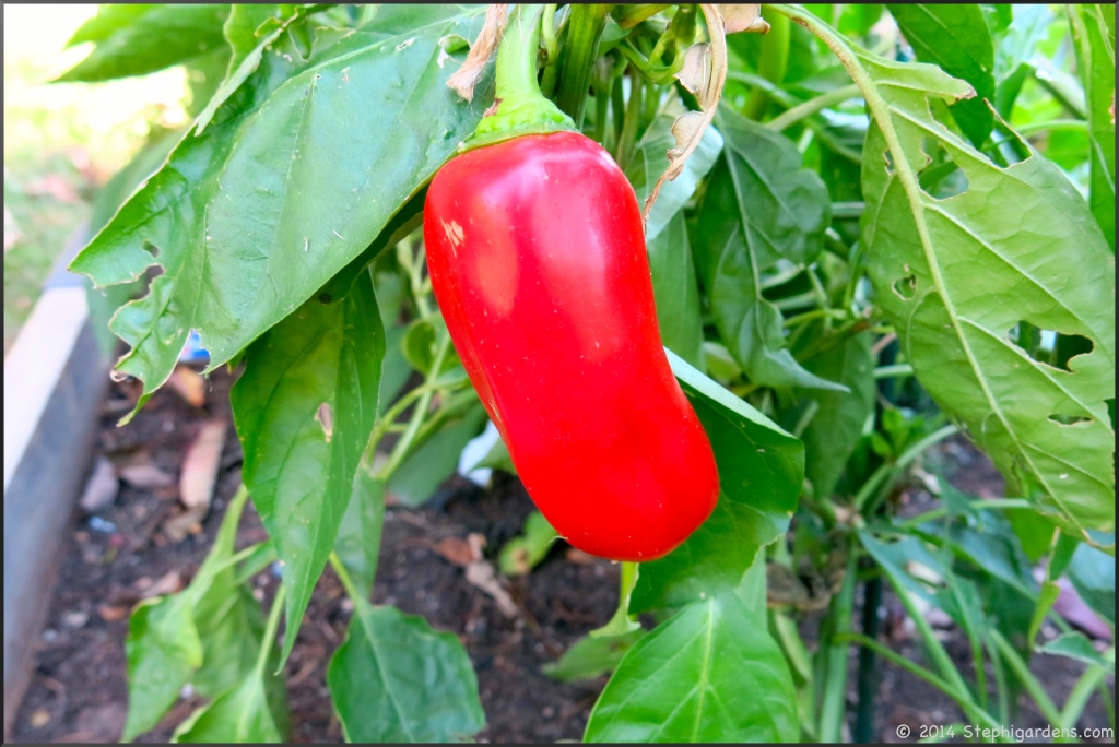 Sweet red pepper