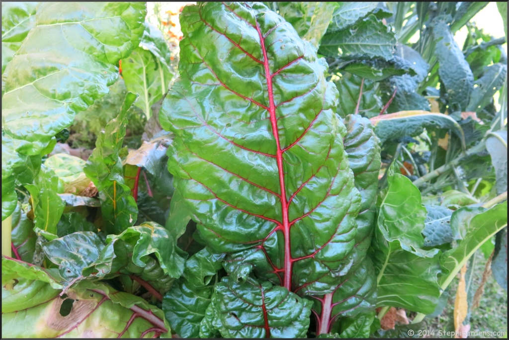 Swiss Chard