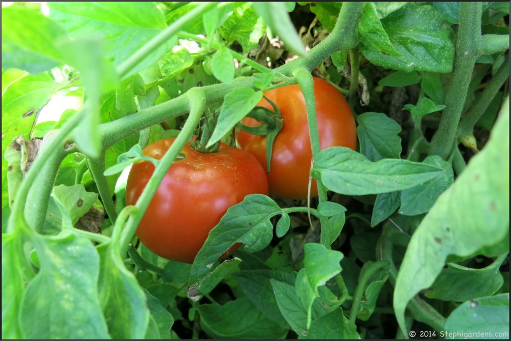 Burpee Early Girl tomato
