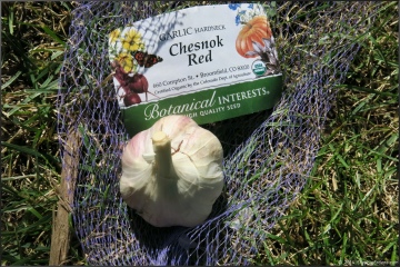 chesnok red garlic