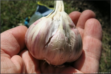 chesnok red garlic