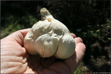 Early California Garlic