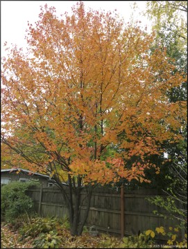 Multi stemmed Freeman Maple Autumn Blaze
