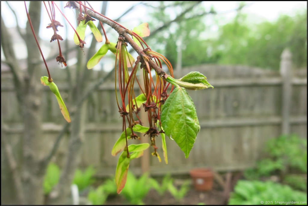 Multi stemmed Freeman Maple Autumn Blaze