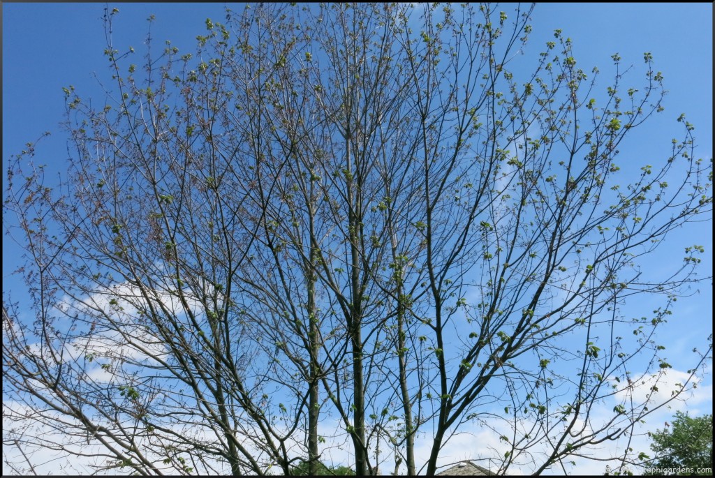 Multi stemmed Freeman Maple Autumn Blaze