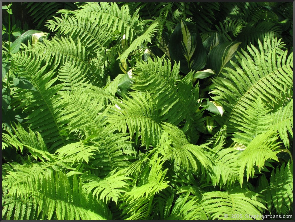 ferns