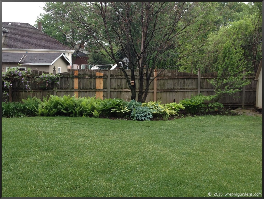Multi stemmed Freeman Maple Autumn Blaze