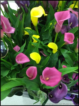 Stephi Gardens: Photos by Peggy