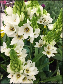 Stephi Gardens: Photos by Peggy