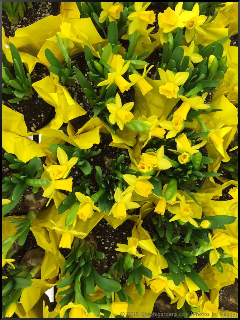 Stephi Gardens: Photos by Peggy