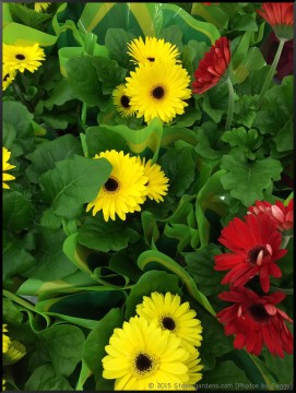 Stephi Gardens: Photos by Peggy