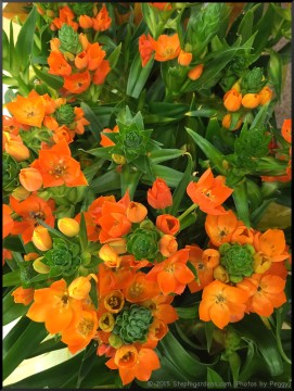 Stephi Gardens: Photos by Peggy