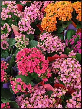 Stephi Gardens: Photos by Peggy