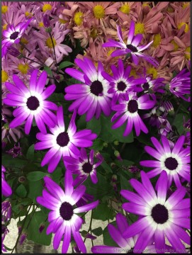 Stephi Gardens: Photos by Peggy