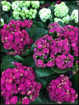 Stephi Gardens: Photos by Peggy