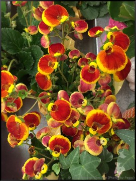 Stephi Gardens: Photos by Peggy