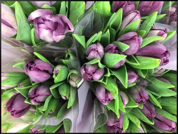 Stephi Gardens: Photos by Peggy