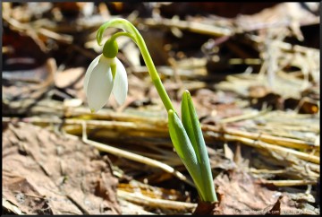 snowdrop