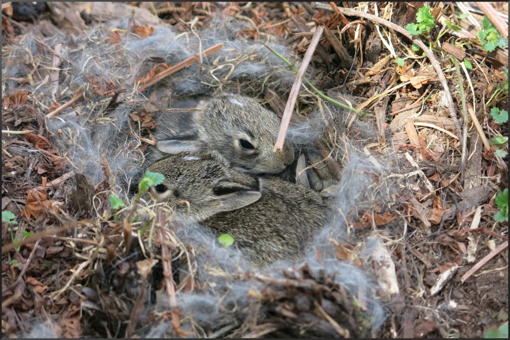 rabbit nest Stephi Gardens