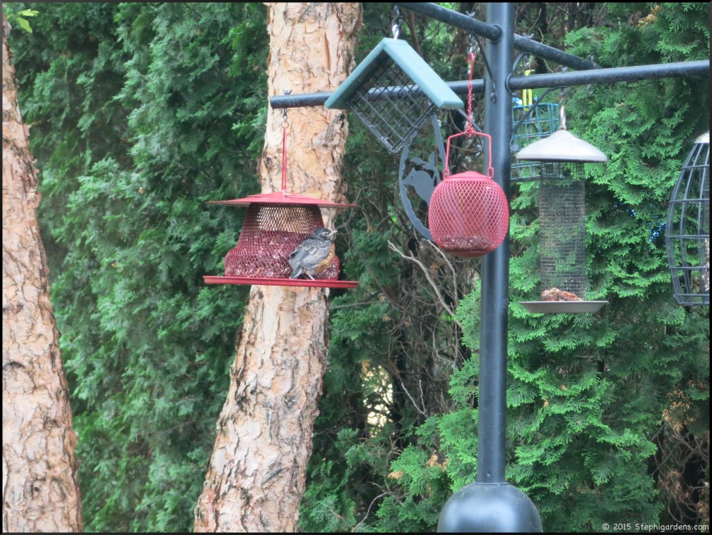 fledgling robin