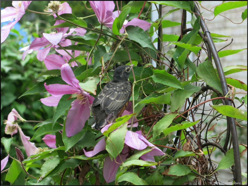 fledgling robin