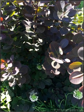 Chicago Botanical Gardens