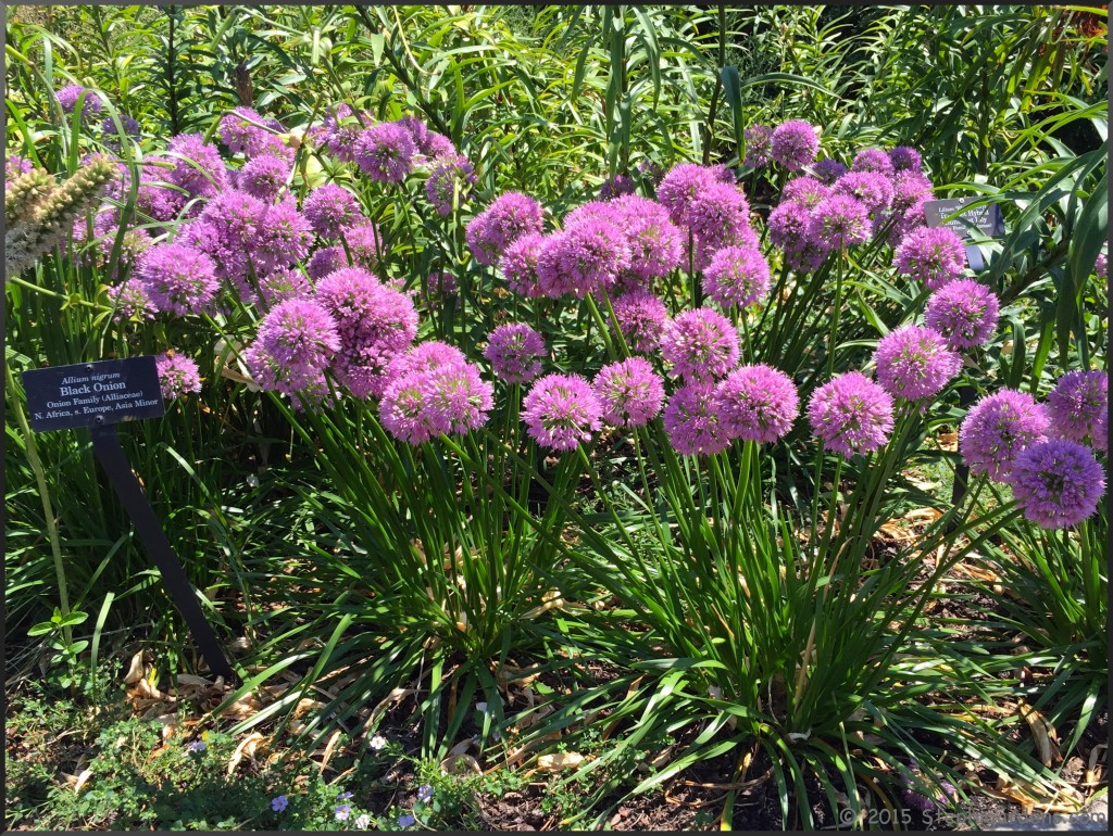 Chicago Botanical Gardens