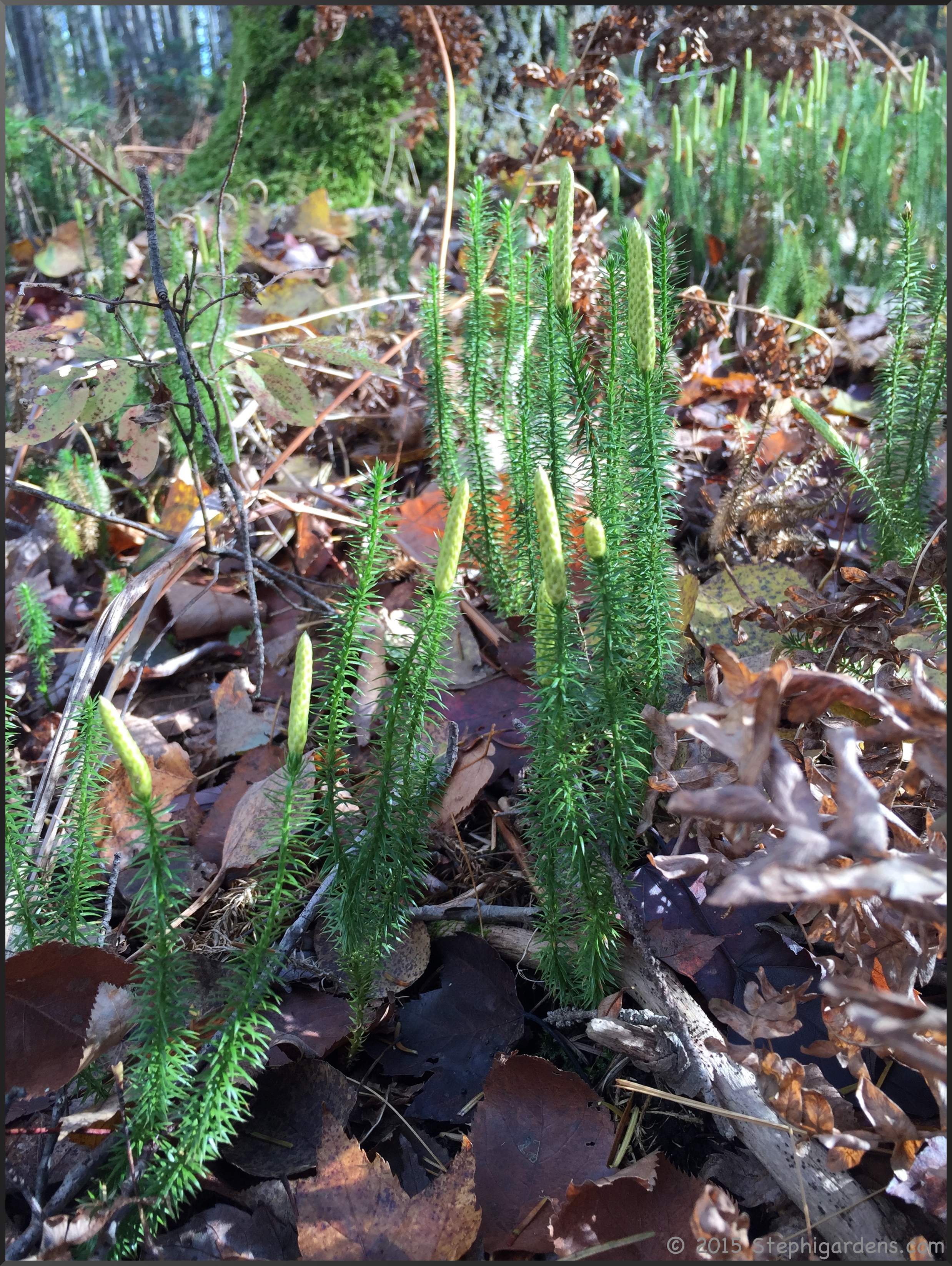 Spinulum annotinum Stiff Clubmoss