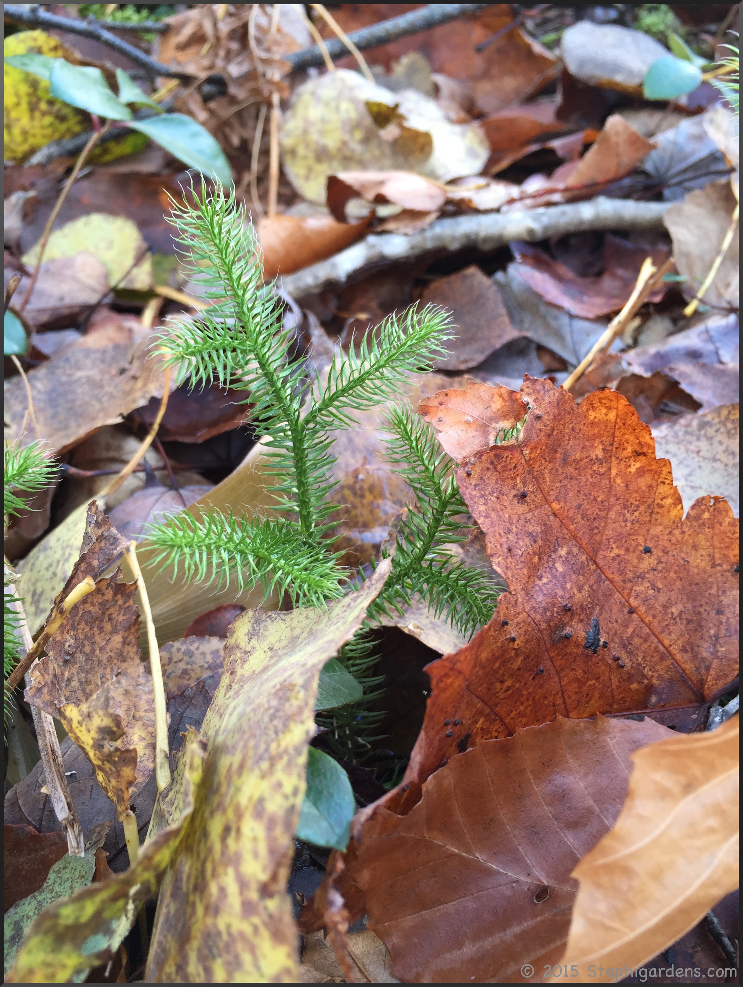 Lycopodium clavatum Running Ground Pine