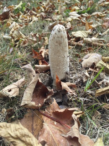 Coprinus comatus (Shaggy Mane)