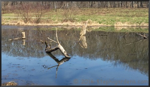 Morton Arboretum