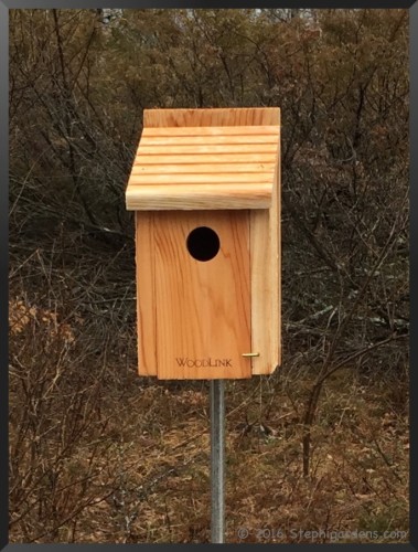 putting-up-eastern-bluebird-nest-boxes-stephi-gardens